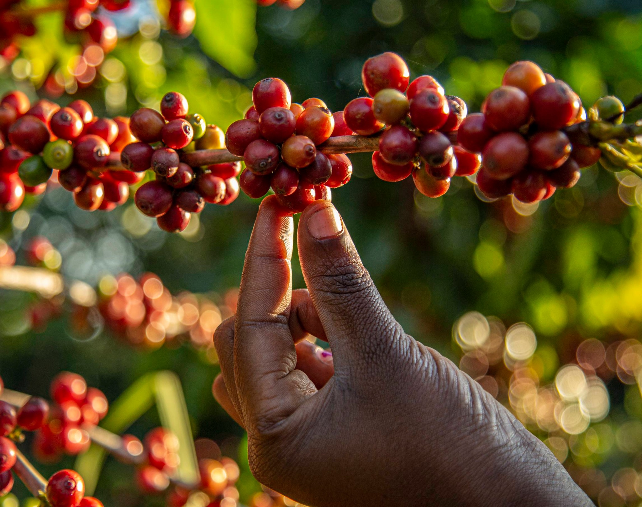 Mozambique: Floral and fruit notes in Chimanimani coffee contribute to its specialty-grade 87.25 score and unique flavour, study finds