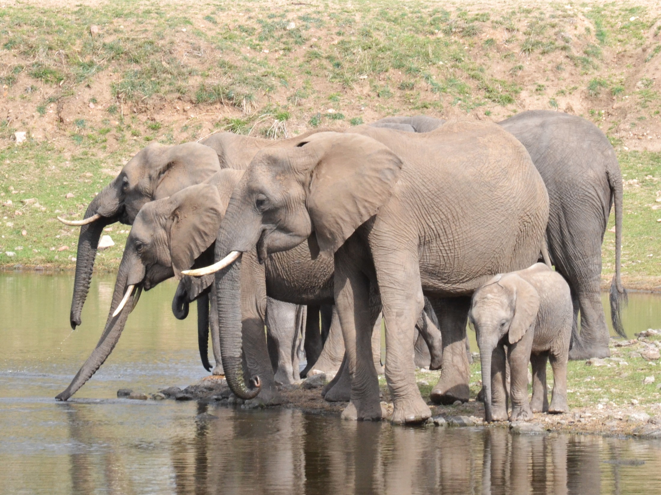 Mozambique bets on conservation tourism to attract investment